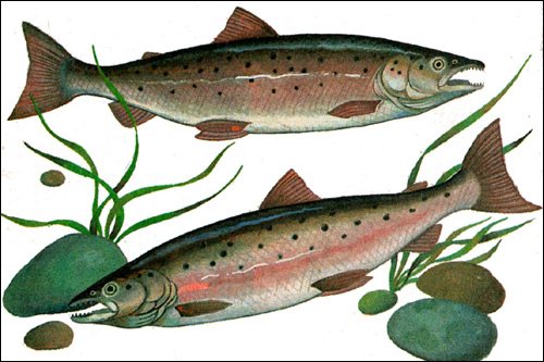   (Salmo trutta),   