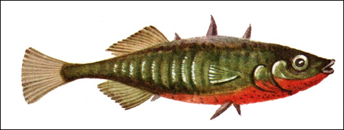   (Gasterosteus aculeatus),   