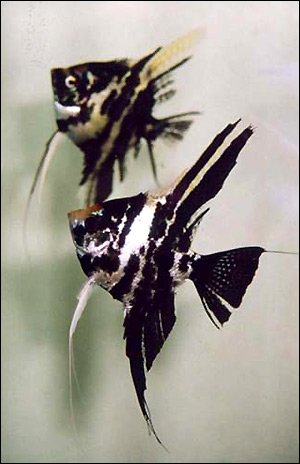  (Pterophyllum scalare),    