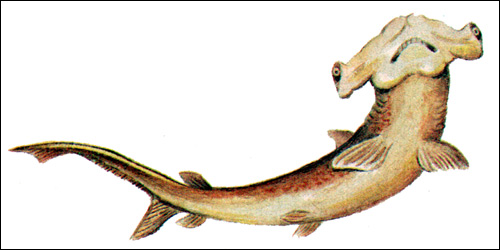 Акула-молот (Sphyrna diplana), Рисунок картинка рыбы