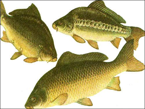  (Cyprinus carpio),   