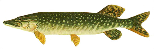  (Esox lucius),   