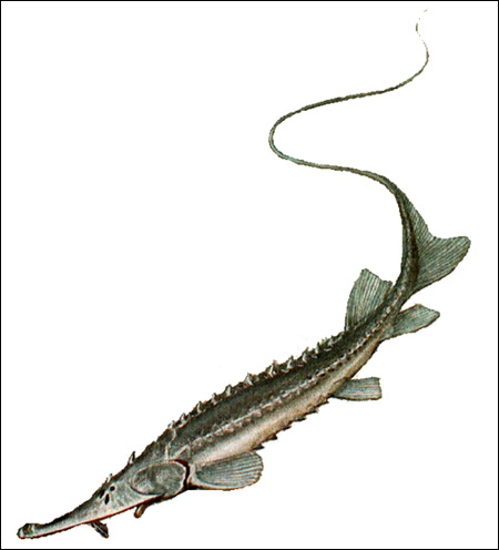 Большой амударьинский лжелопатонос (Pseudoscaphirhynchus kaufmanni), Рисунок картинка рыбы