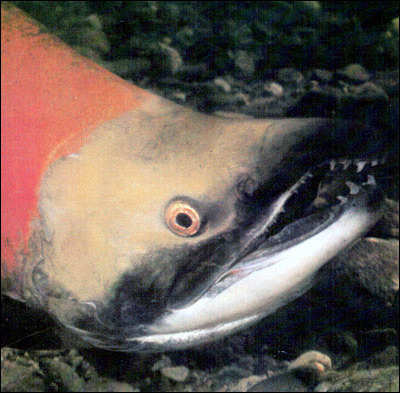  (Oncorhynchus keta),    