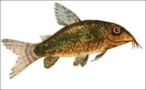   (Corydoras paleatus),   