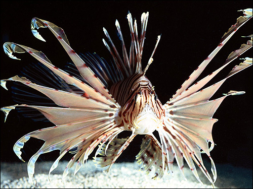  (Pterois volitans),    