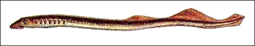 Речная минога (Lampetra fluviatilis), Рисунок картинка