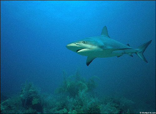 Рифовая акула, Фото фотография картинка рыбы