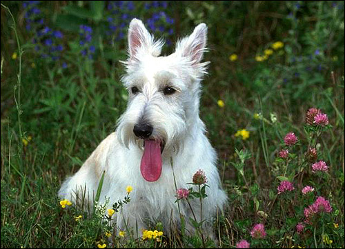 Белый скотч-терьер, шотландский терьер, Фото фотография собаки картинка