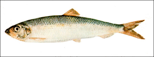 Атлантическая сельдь (Clupea harengus), Рисунок картинка рыбы