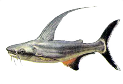   (Pangasius sanitwongsei),   