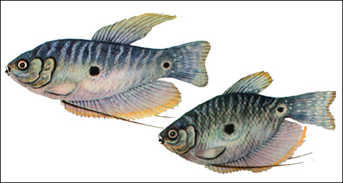   (Trichogaster trichopterus),   