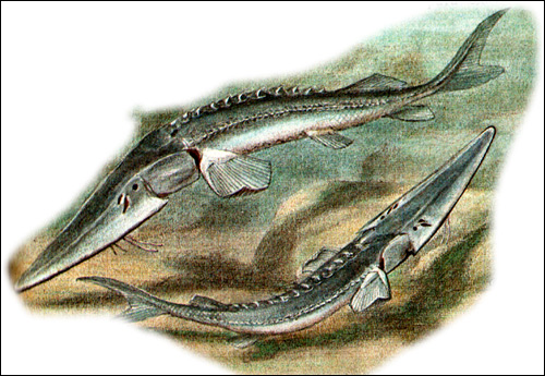    (Pseudoscaphirhynchus hermanni),   