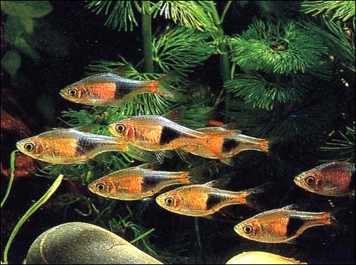   (Rasbora heteromorpha),    