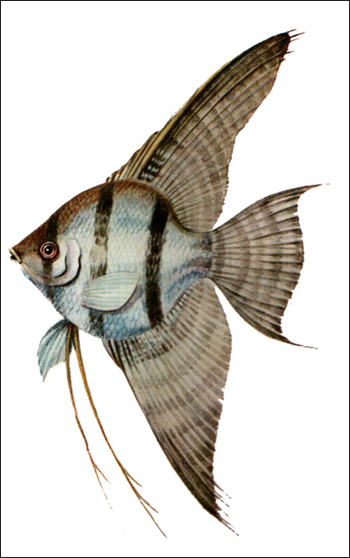 Скалярия (Pterophyllum scalare), Рисунок картинка рыбы