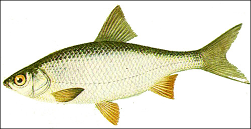 Плотва (Rutilus rutilus), Рисунок картинка рыбы