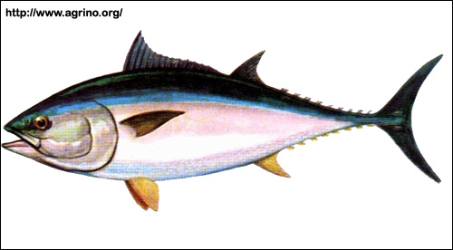   (Thunnus thynnus),   