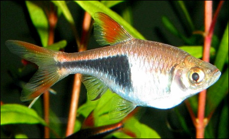  ,   (Rasbora heteromorpha, Trigonostigma heteromorpha),    