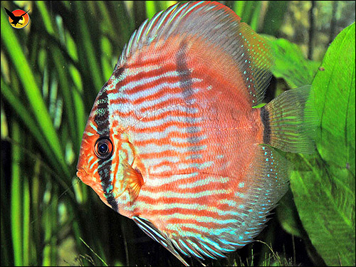   (Symphysodon discus),    