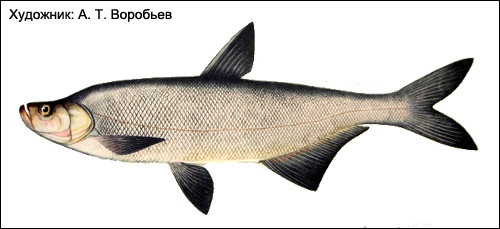  (Erythroculter erythropterus),   