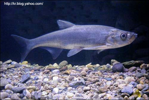  (Erythroculter erythropterus),    