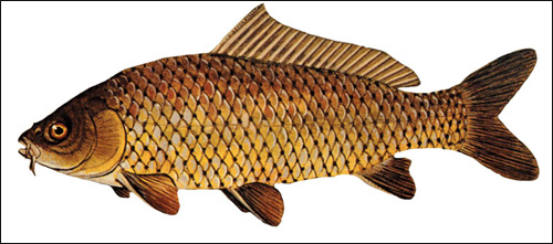  (Cyprinus carpio),   