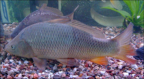  (Cyprinus carpio),    