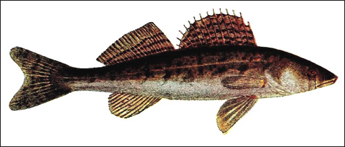 Судак обыкновенный (Sander lucioperca), Рисунок картинка рыбы