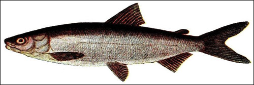 Сиг проходной (Coregonus lavaretus), Рисунок картинка рыбы