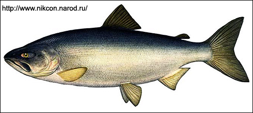  (Oncorhynchus keta),   