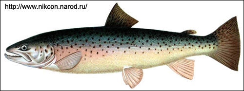 ,  (Salmo trutta),   