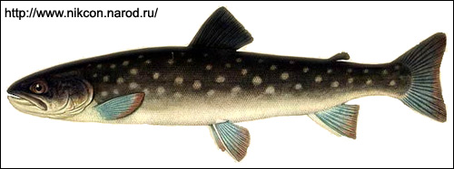  (Salvelinus leucomaenis),   