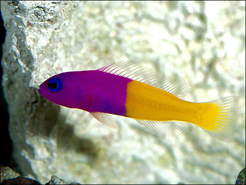 Фиолетово-желтая рыбка, Фото фотография