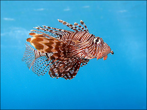  ,  , - (Pterois volitans),  