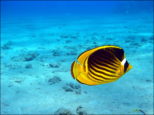 Желто-черная рыбка на мелководье, Фото фотография