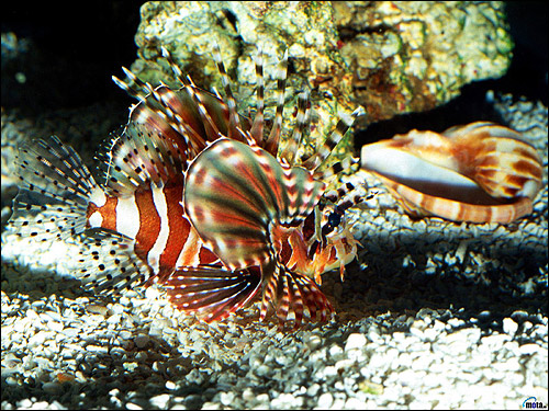  , - (Pterois volitans),  