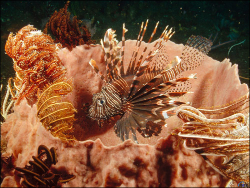  , - (Pterois volitans),   