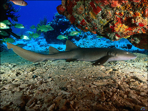 Акула, лежащая на дне рифа, Фото фотография