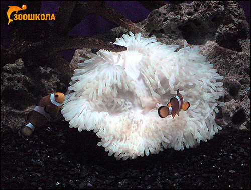 Рыбы-клоуны (Amphiprioninae), Фото фотография картинка
