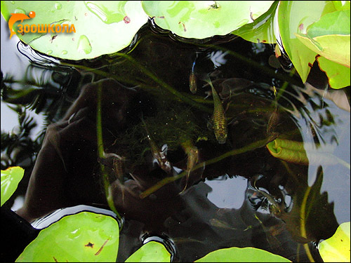  (Poecilia reticulata),    