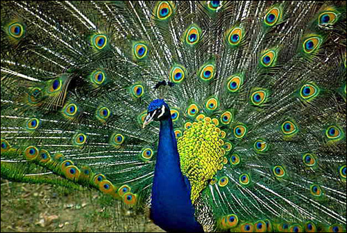  (Pavo cristatus),    