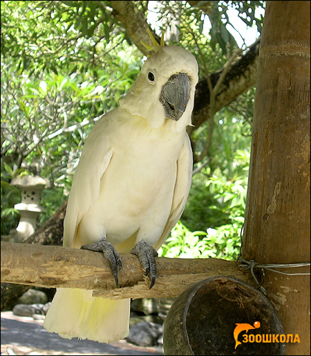    (Cacatua sulphurea, Plyctolophus sulphurea),    