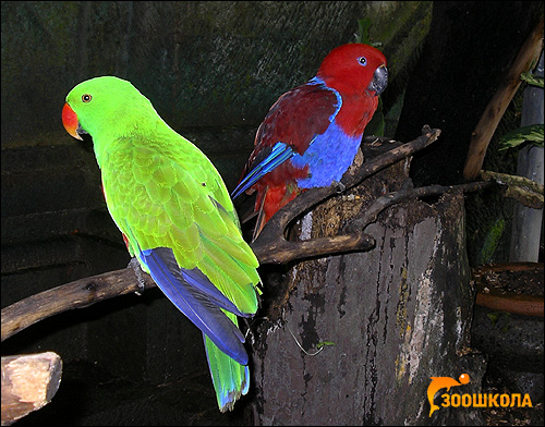 -  ,   (Eclectus roratus, Lorius roratus),    