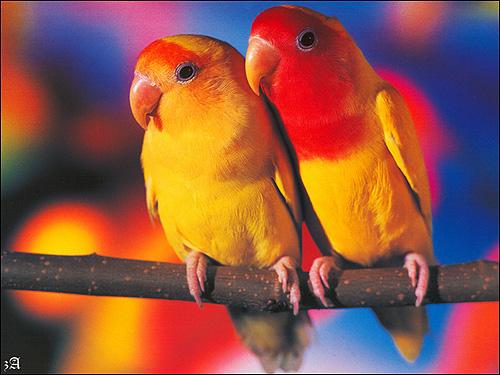Неразлучник Фишера (Agapornis fischeri), Фото фотография картинка попугаи птицы