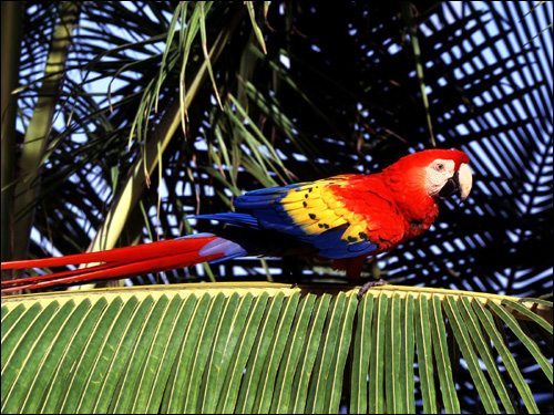 Красный ара, араканга, ара Скарлета (Ara macao), Фото фотография картинка птицы