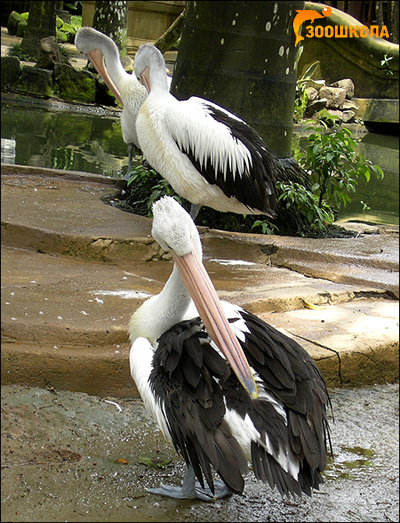 Пеликаны, Фото фотография картинка птицы