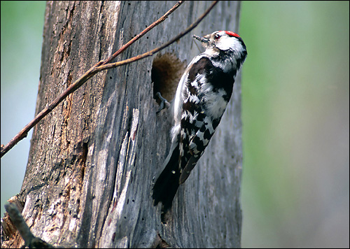 Малый пестрый дятел (Dendrocopos minor), Фото фотография картинка птицы
