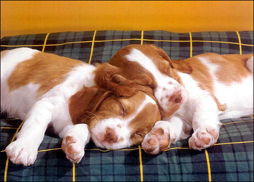 Спящие щенки, Фото фотография собаки картинка