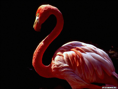   (Phoenicopterus roseus),    