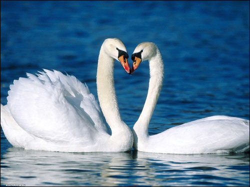 Пара белых лебедей, Фото фотография картинка птицы